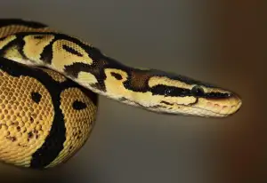 What Is Python