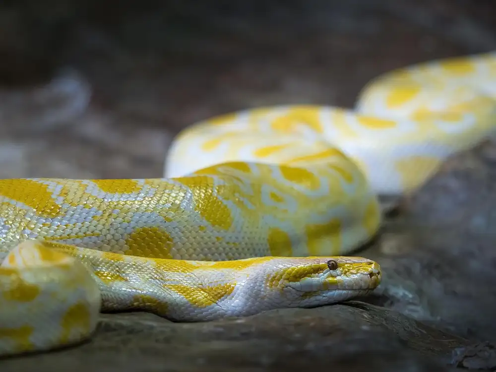 Python Online